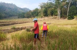 GAGAL PANEN REJEKI TERNAK